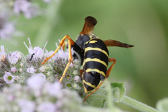 Polistes nimpha