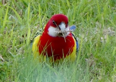 Platycercus eximius
