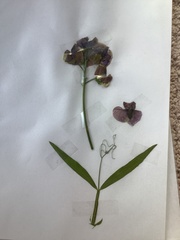 Lathyrus sylvestris