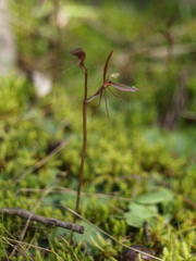 Cyrtostylis reniformis