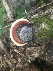 Fomitopsis pinicola
