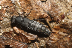 Ocypus olens