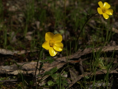 Ranunculus lappaceus