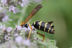 Polistes nimpha