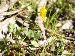 Ranunculus lappaceus