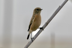 Saxicola torquatus