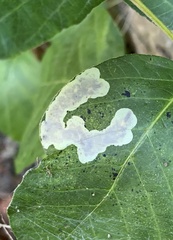 Cameraria guttifinitella