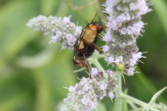 Tachina fera