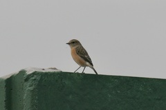 Saxicola torquatus