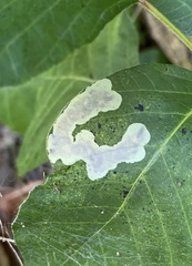 Cameraria guttifinitella