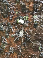 Neotama mexicana