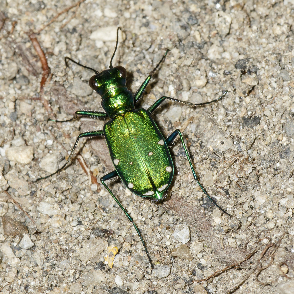 Six-spotted Tiger Beetle From Rockland County, Ny, Usa On August 28 