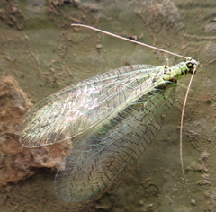 Chrysopa perla