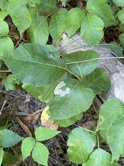 Cameraria guttifinitella
