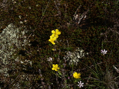 Ranunculus lappaceus