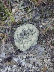Cladonia arbuscula
