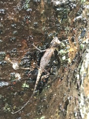 Diploderma swinhonis