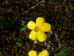 Ranunculus lappaceus