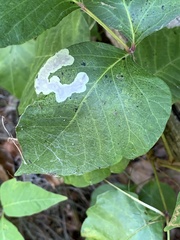 Cameraria guttifinitella