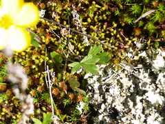Ranunculus lappaceus