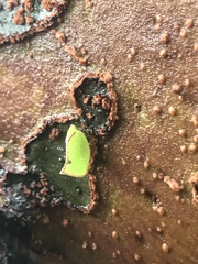 Salurnis marginella
