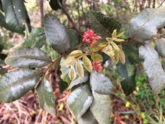 Alectryon tomentosus