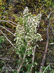 Erica arborea