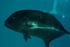Caranx ignobilis