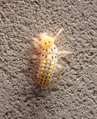 Vibidia duodecimguttata