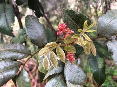 Alectryon tomentosus