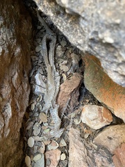 Malpolon monspessulanus