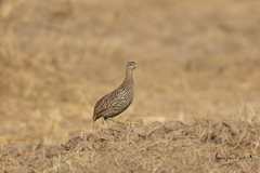Pternistis bicalcaratus