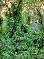 Lygodium microphyllum