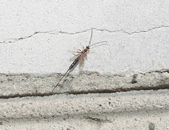 Ichneumonidae
