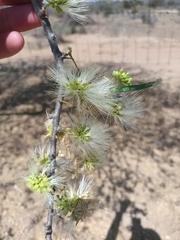 Albizia anthelmintica