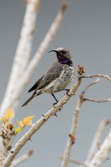 Chalcomitra amethystina amethystina