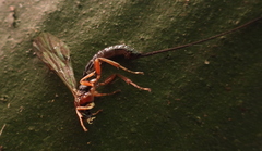 Ichneumonidae