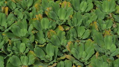 Pistia stratiotes