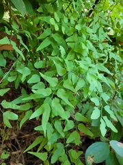 Lygodium microphyllum