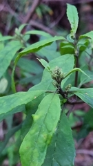 Prostanthera lasianthos