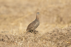 Pternistis bicalcaratus