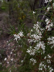 Hakea sericea