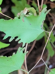 Lygodium microphyllum
