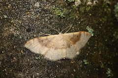 Idaea degeneraria