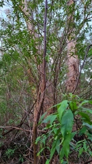 Prostanthera lasianthos