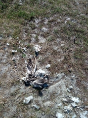 Branta leucopsis