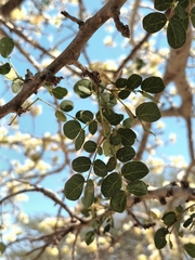 Albizia anthelmintica