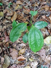 Smilax megacarpa