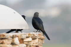 Onychognathus morio morio