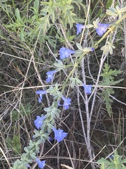 Salvia azurea